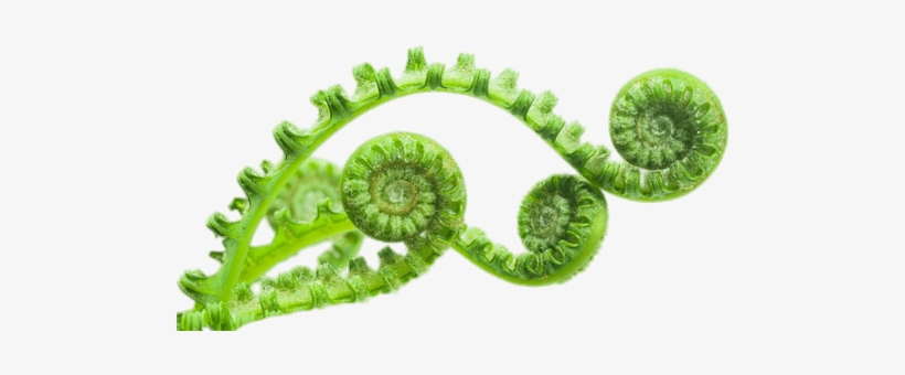 Nature - Matter Over Mind: Cosmos, Chaos, And Curiosity, transparent png #168549