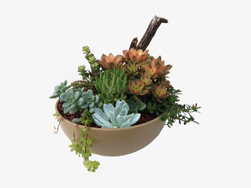 Succulents Png, transparent png #168719