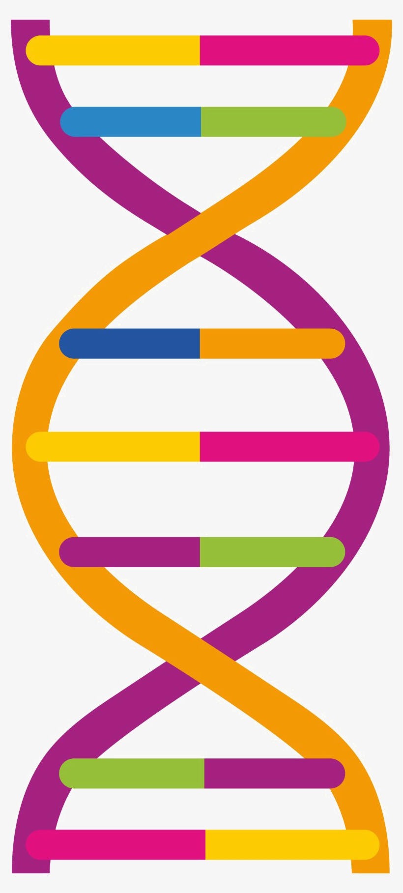 Dna Png Pic - Dna Png, transparent png #168883