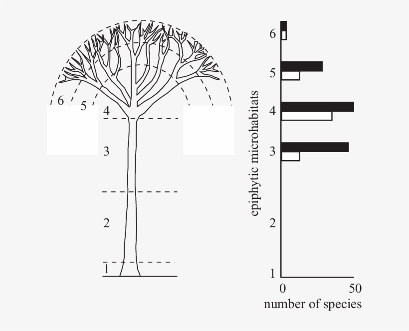 Vertical Distribution Of Orchid Species And Individuals - Diagram, transparent png #169109