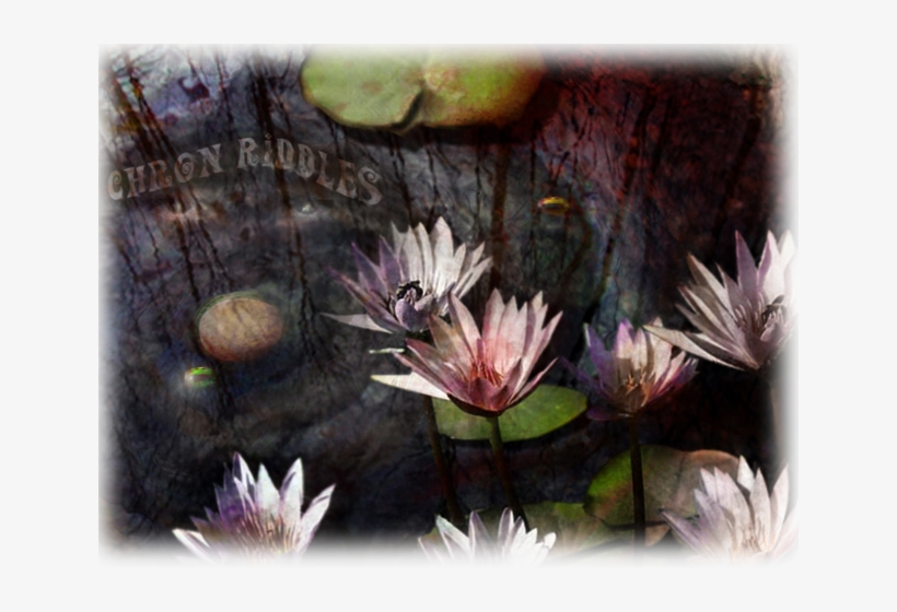 Poor Lost Souls Have Tried To Conquer Chron Riddles - Sacred Lotus, transparent png #169132