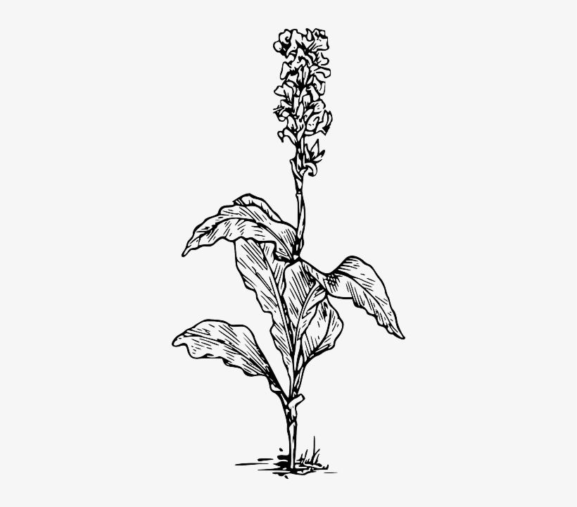 Black, Outline, Plants, Flower, White, Flowers, Plant - Canna Indica Flower Drawing, transparent png #169157