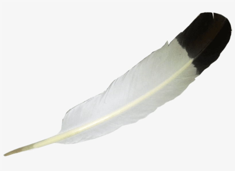 Feather Png - Eagle Feather Png, transparent png #169179