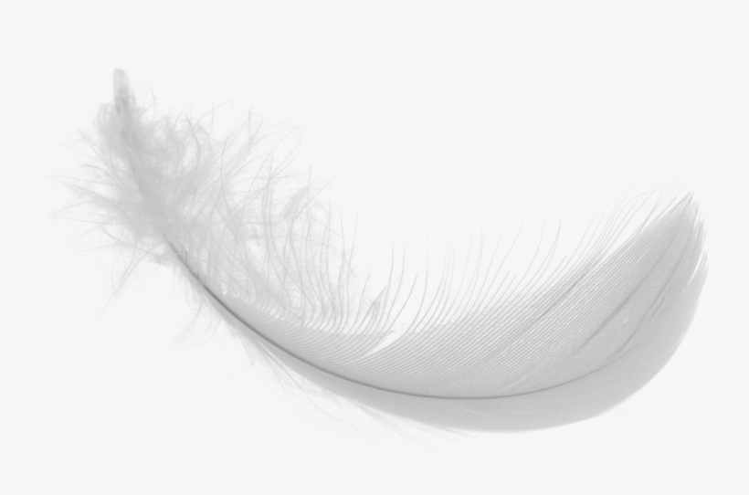 White Feather Png Download Image - White Feather Png, transparent png #169378
