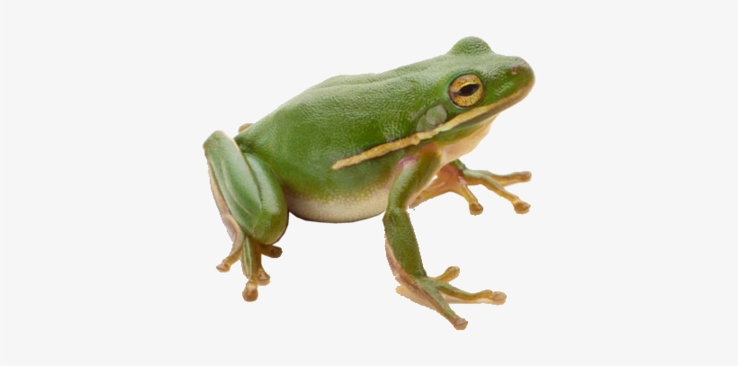 Green Frog Png Image Free - Frog Png, transparent png #169498