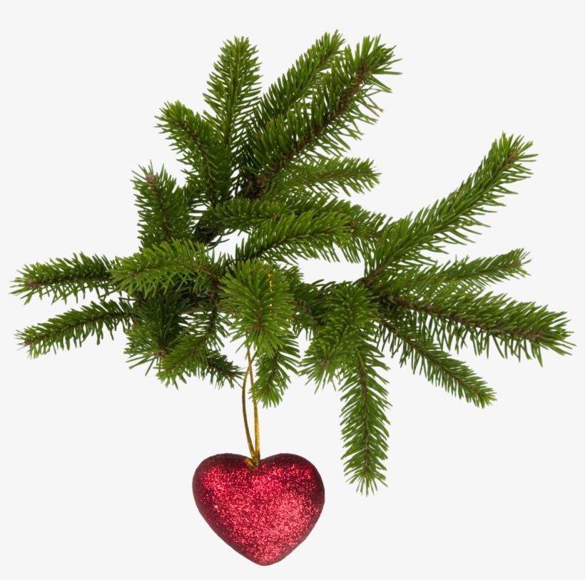 Christmas High Quality Png - Pine Christmas Png, transparent png #169554