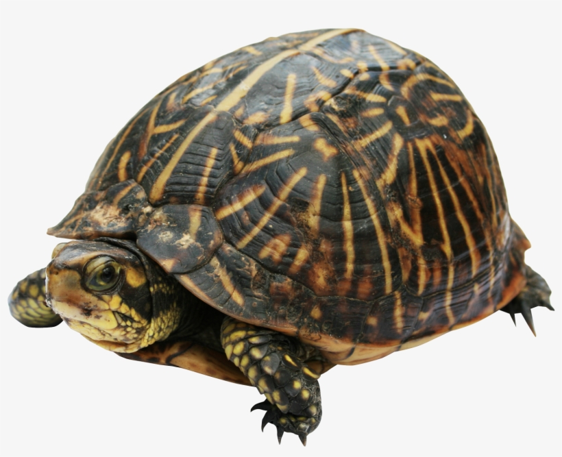 Turtle Png, transparent png #169623