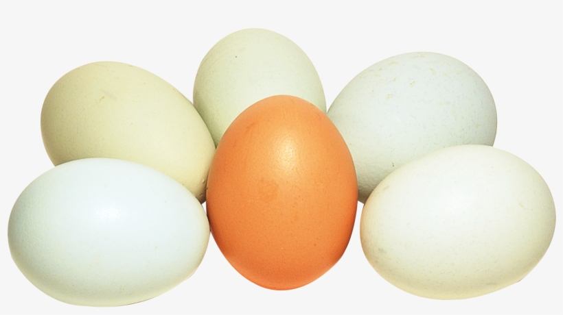 Portable Network Graphics, transparent png #169710