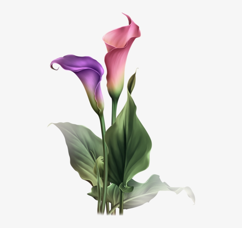 135507760 Elisa Design Kiki 122 003 Resultaat - Flower, transparent png #169712