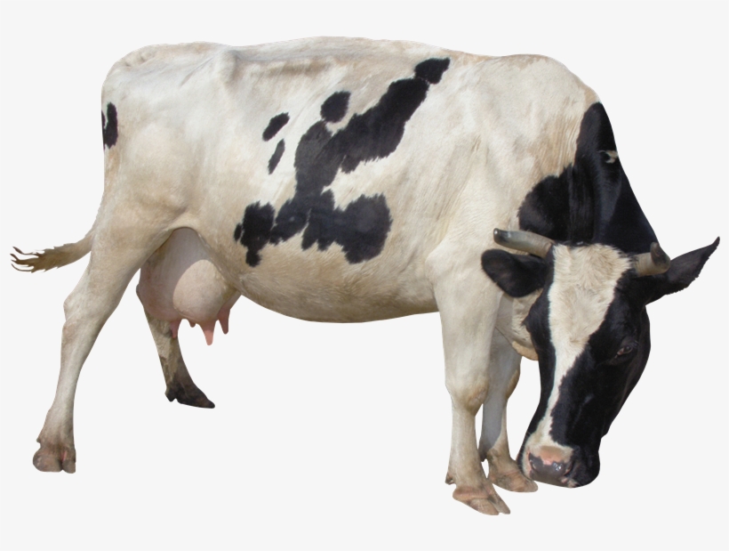 Cow Png Picture - Cows Transparent Background Png, transparent png #169903