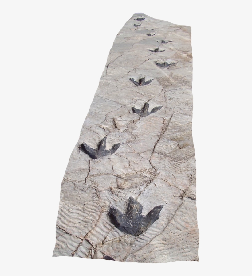 Reproduction Of Dinosaur Footprints In Science Museum - Dinosaur Footprints, transparent png #1600763