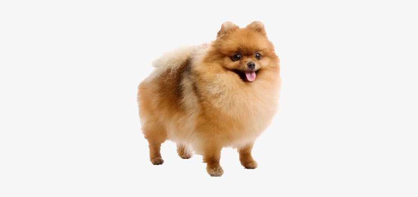 Pomeranian - Pomerania Spitz, transparent png #1602658