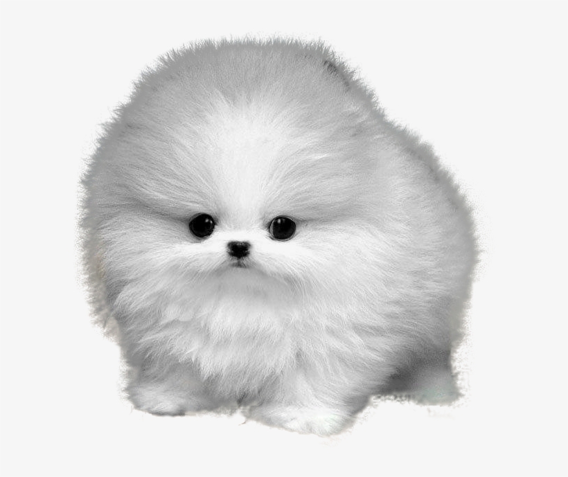 Pomeranian Information Png - Teacup Pomeranian White Background, transparent png #1602712