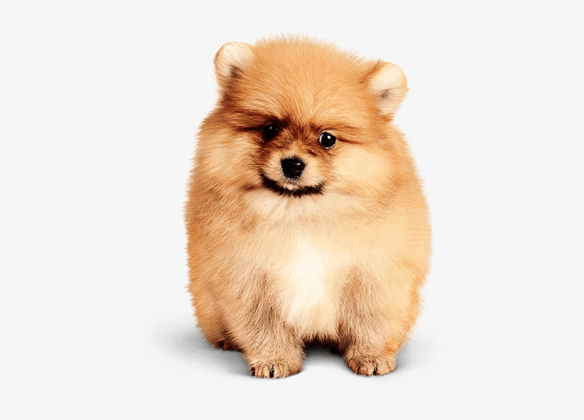 Pomeranian-pup430png - Dog, transparent png #1602744