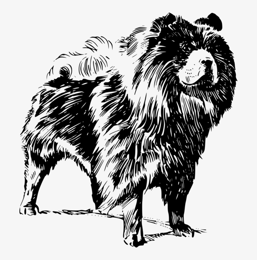 Chow Chow Pomeranian Puppy Dog Breed Pet - Chow Chow Dog Vector, transparent png #1602770