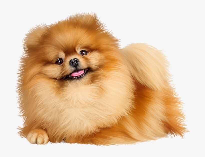 Pomeranian Png, transparent png #1602858