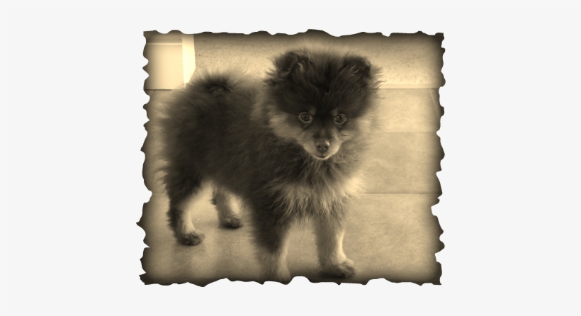 This Adorable Chocolate And Tan Pomeranian Stole My - French Black Copper Maran Eggs, transparent png #1602947