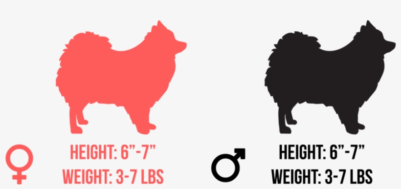 He Is A Toy Breed And Stands Only 6 To Inches Tall - Say The Color Not, transparent png #1602972