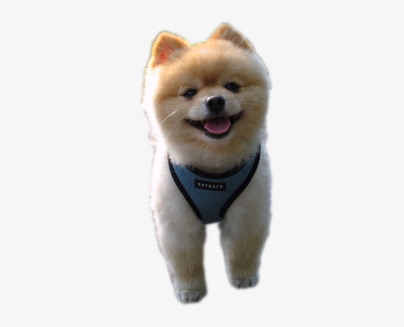 Pomeranian - Dog, transparent png #1603015
