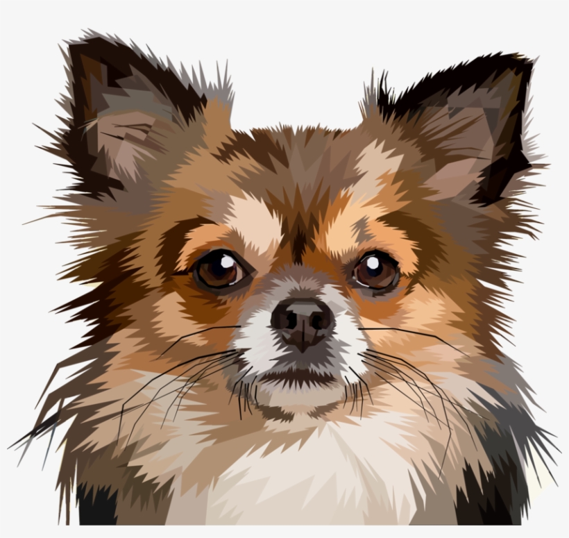 Chihuahua Puppy Pomeranian Pet Papillon Dog - Dog, transparent png #1603040