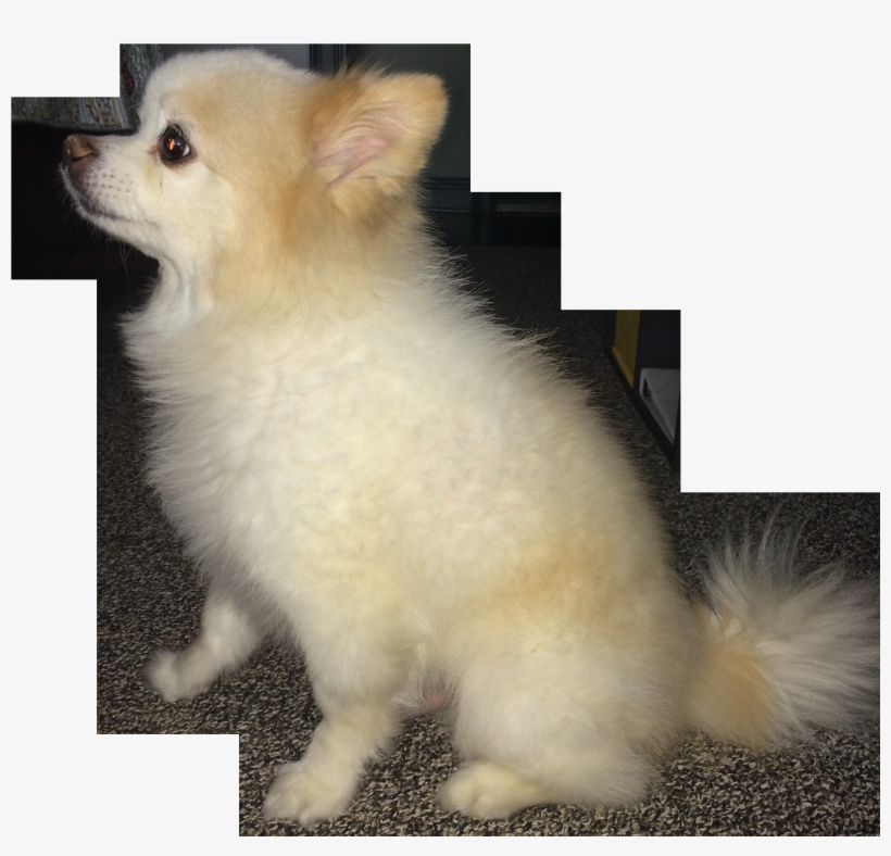 Xoklgxt - Portable Network Graphics, transparent png #1603065