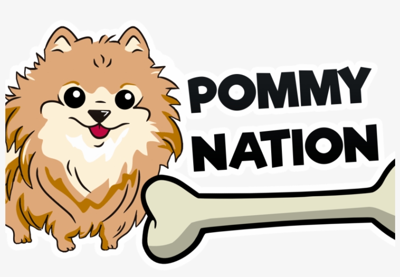 Pomeranian, Puppy - Pomeranian, transparent png #1603095