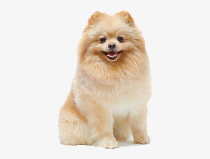 Cute Pomeranian Names, transparent png #1603120