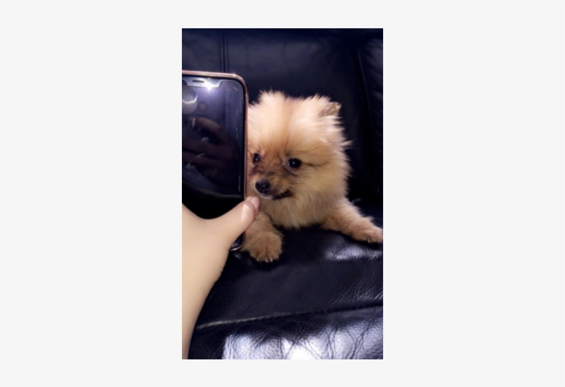 Teacup Pomeranian Puppy 8 Weeks Old - Dog, transparent png #1603171