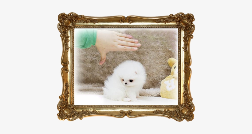 For Sale White Pomeranian - Wheat Free - Gluten Free: Cooking Italian And More, transparent png #1603257