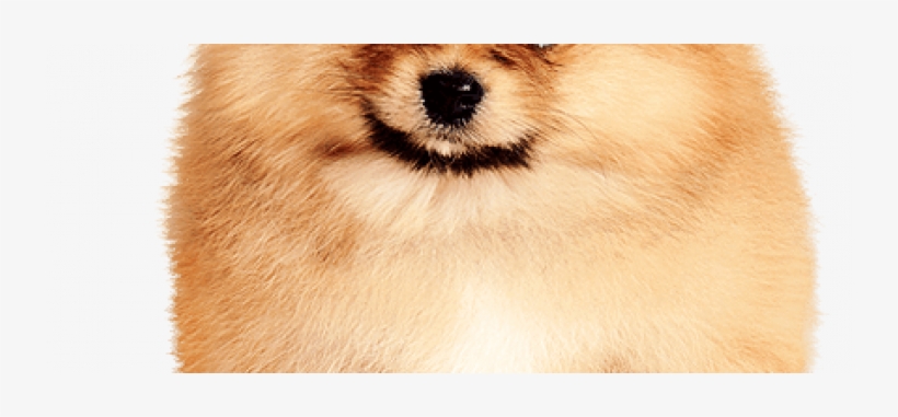 Pomeranian-pup430png - Baldivis Vet Hospital, transparent png #1603312