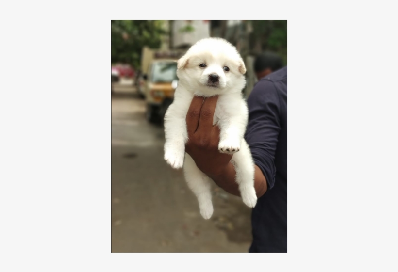 Cute Pomeranian Puppies For Sale - Chennai, transparent png #1603405