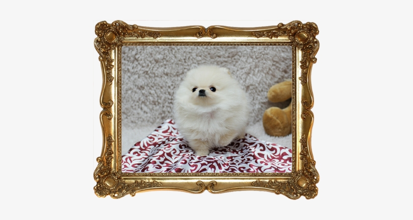 She Has Triple Coat Factor And Is Very Short And Cobby - Wheat Free - Gluten Free: Cooking Italian And More, transparent png #1603458