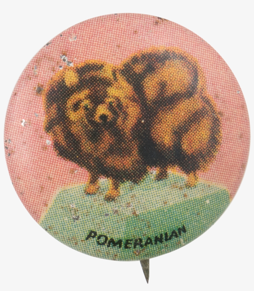 Pomeranian, transparent png #1603495