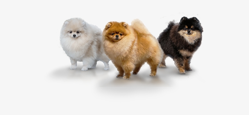 Image Is Not Available - German Spitz Klein, transparent png #1603501