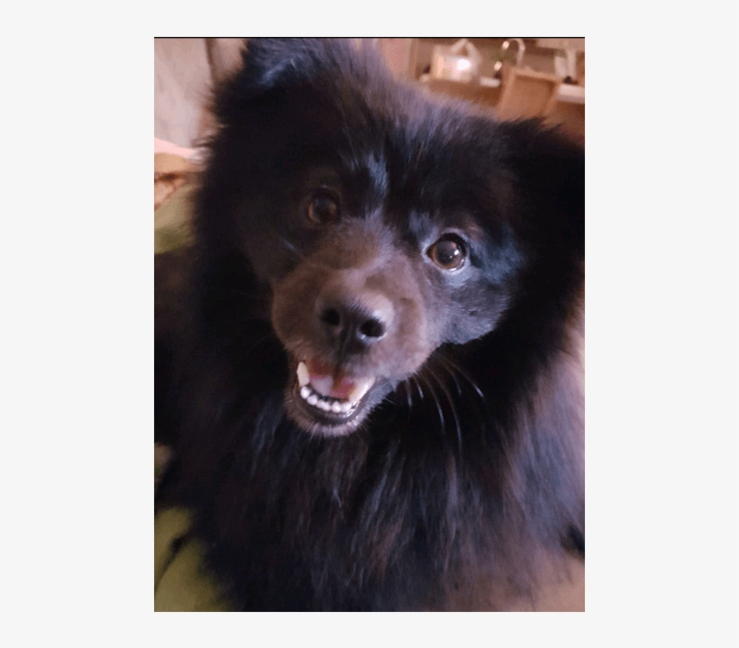 Photo Of Pepsi** Must Go With Another Active Dog - Companion Dog, transparent png #1603556