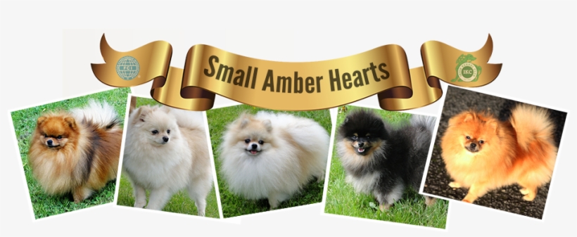Website Logo - Pomeranian, transparent png #1603575