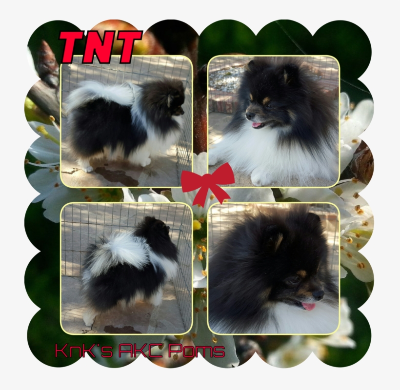 Meet The Our Newest Chocolate Tri Parti Color *bailey* - Companion Dog, transparent png #1603581