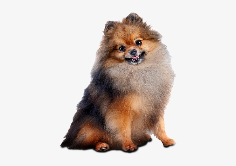 Dog, transparent png #1603650