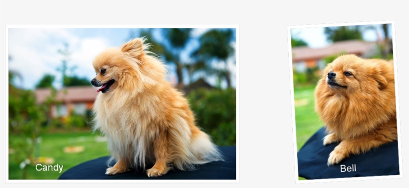 Welcome To Geraulandy Pomeranians - German Spitz Mittel, transparent png #1603827