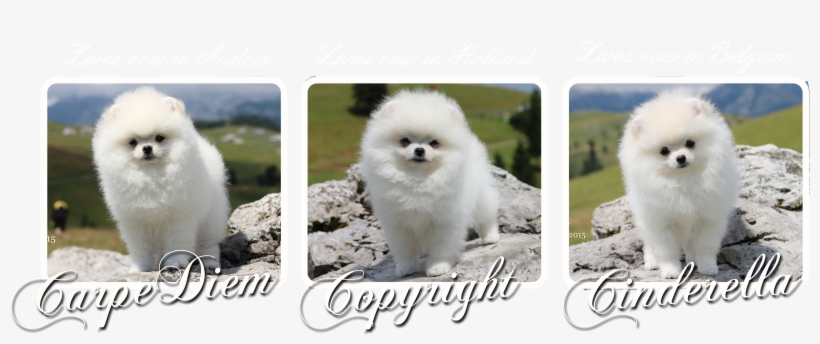 Our Puppies Leaving For The New Homes - Pomeranian, transparent png #1603880