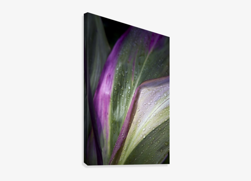 Close Up Of The Purple And Green Leaves Of A Tropical, transparent png #1604448