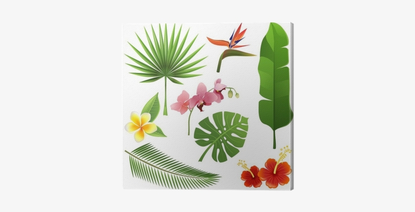 Tropical Plants, transparent png #1604489