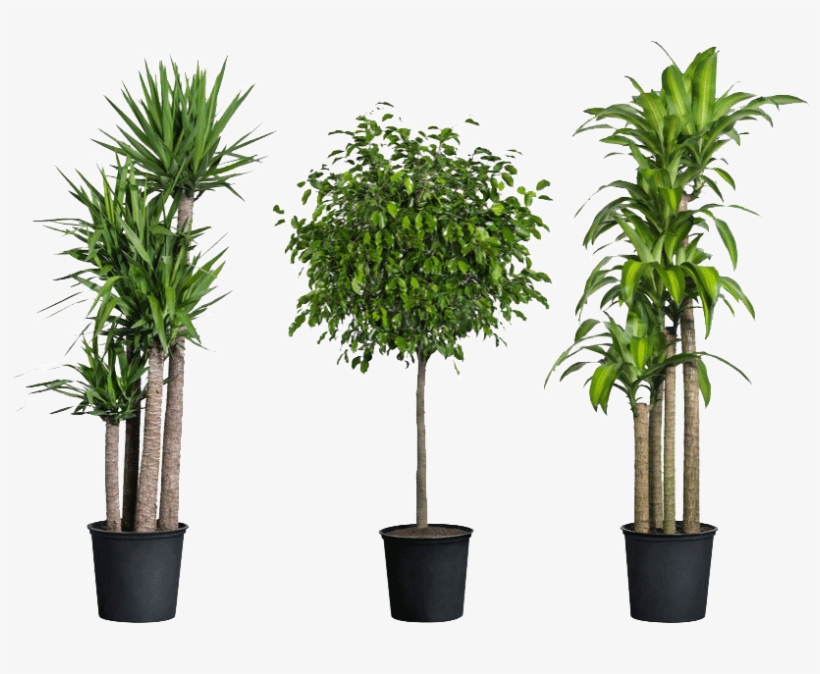 Home Depot Have House Plants, transparent png #1604831