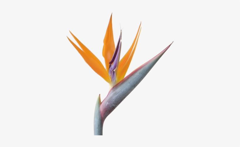 Contact Us - Bird Of Paradise Png, transparent png #1604933