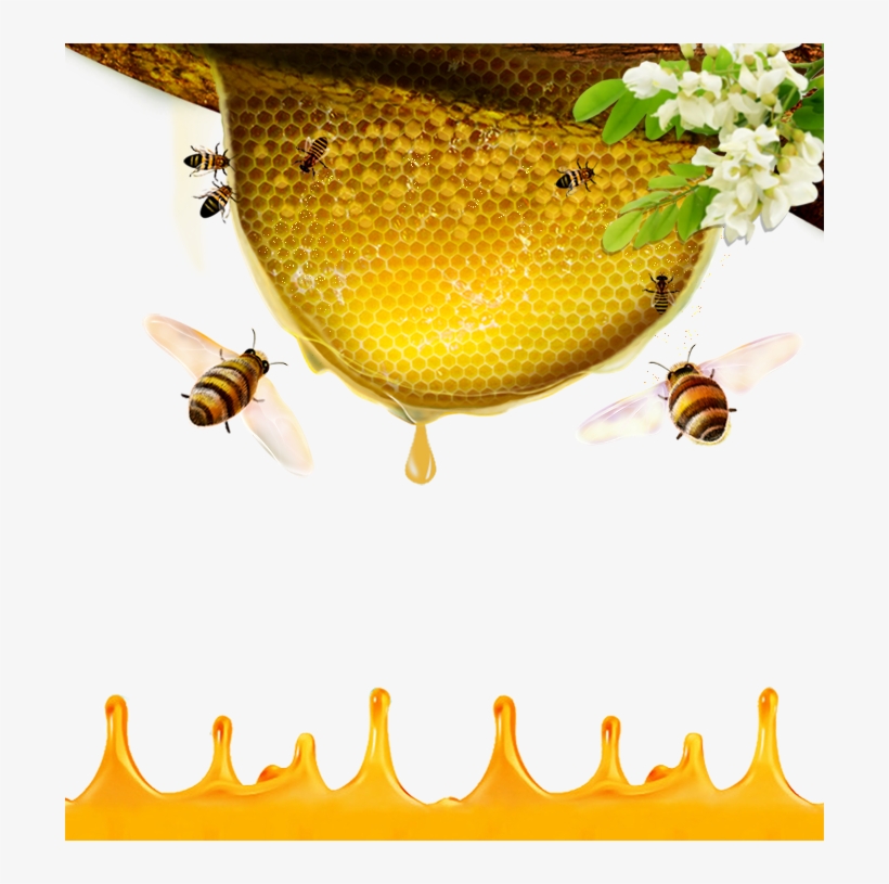 Bees Transparent Honey Australian - Honey Bee, transparent png #1606104