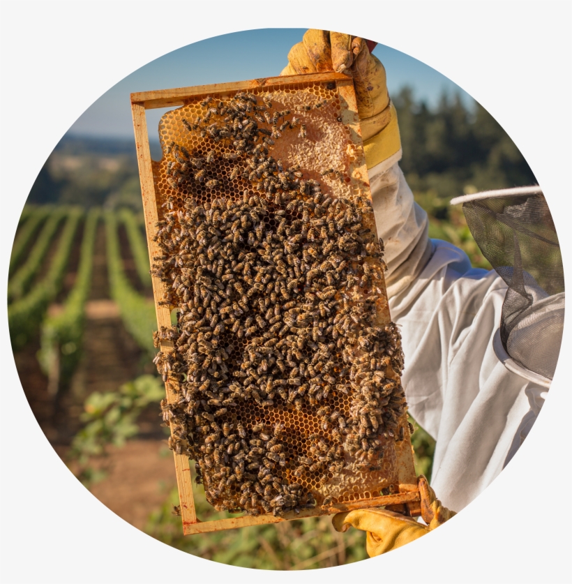 Buying Your First Langstroth - Honeybee, transparent png #1606200