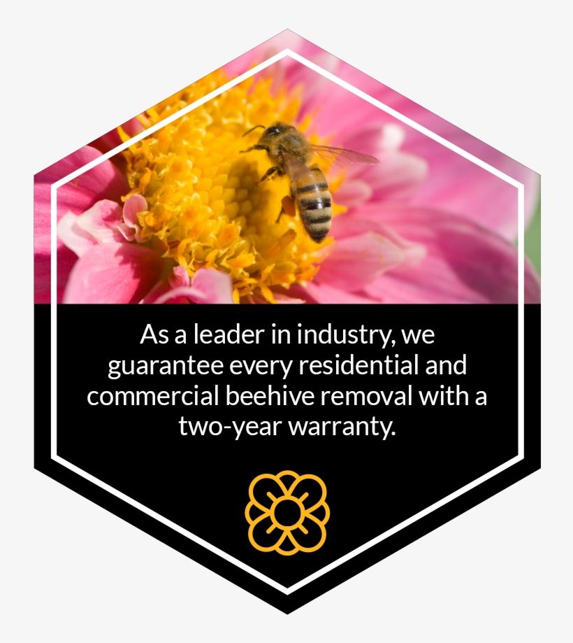 Commerical Beehive Removal - Honeybee, transparent png #1606599