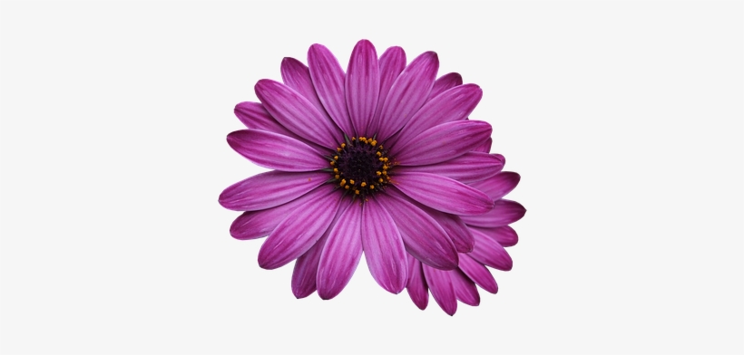 Purple Rose Clipart Purple Diamond - Single Flower Transparent Background, transparent png #1606853