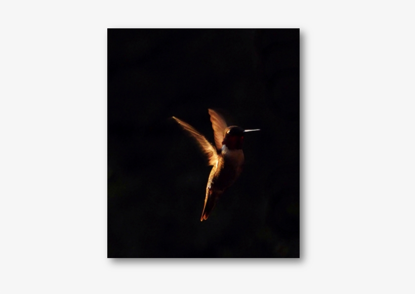 Hummingbird Orange In Dark Patti Black Unsplash - Unsplash, transparent png #1607343
