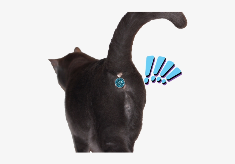 This Cats Butthole Has Been Spotted By Enemy Soldiers - Cat Butt Jewel, transparent png #1607527